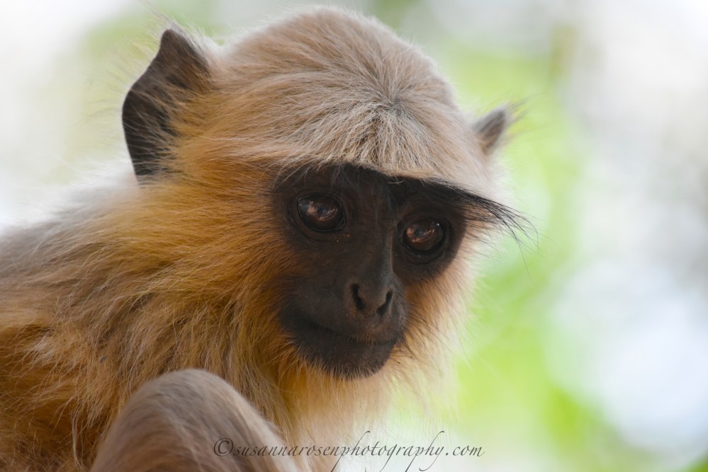 langur