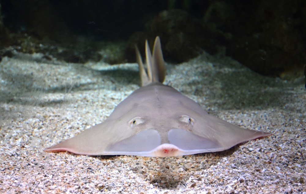 guitarfish