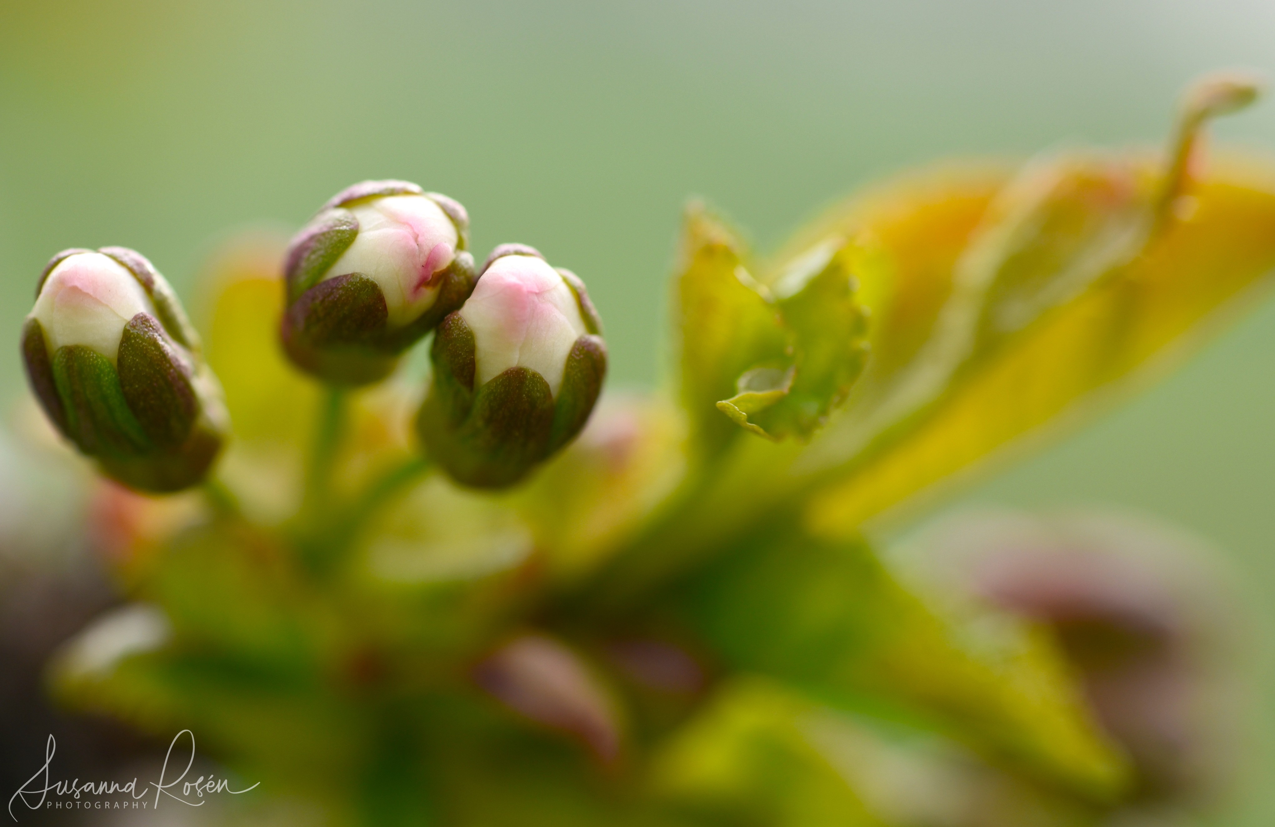 Cherry buds