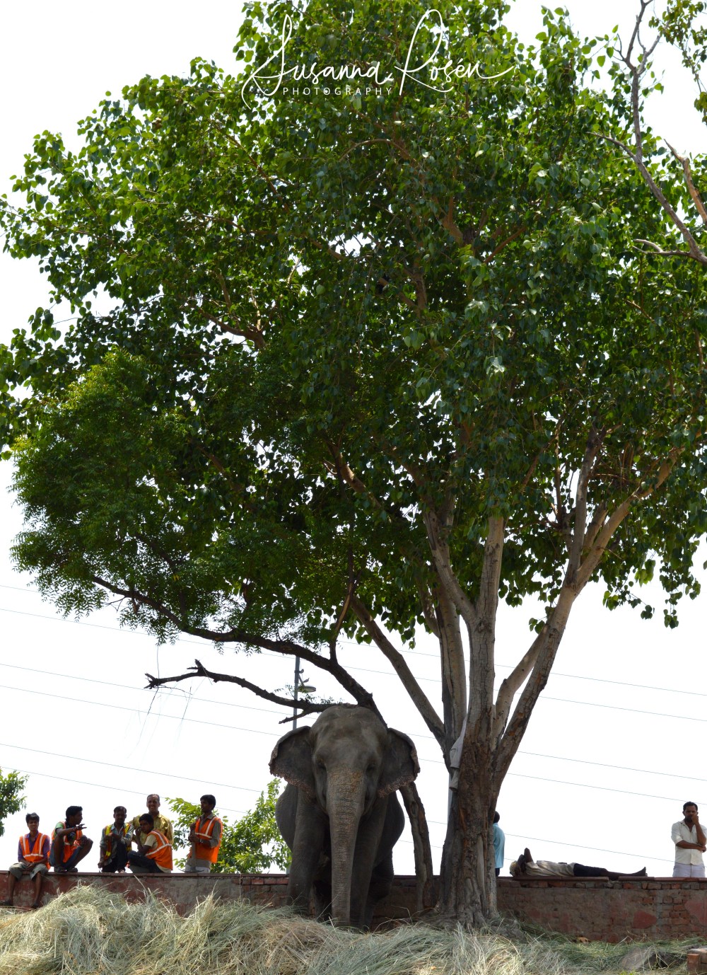 1.elephant compound Delhi